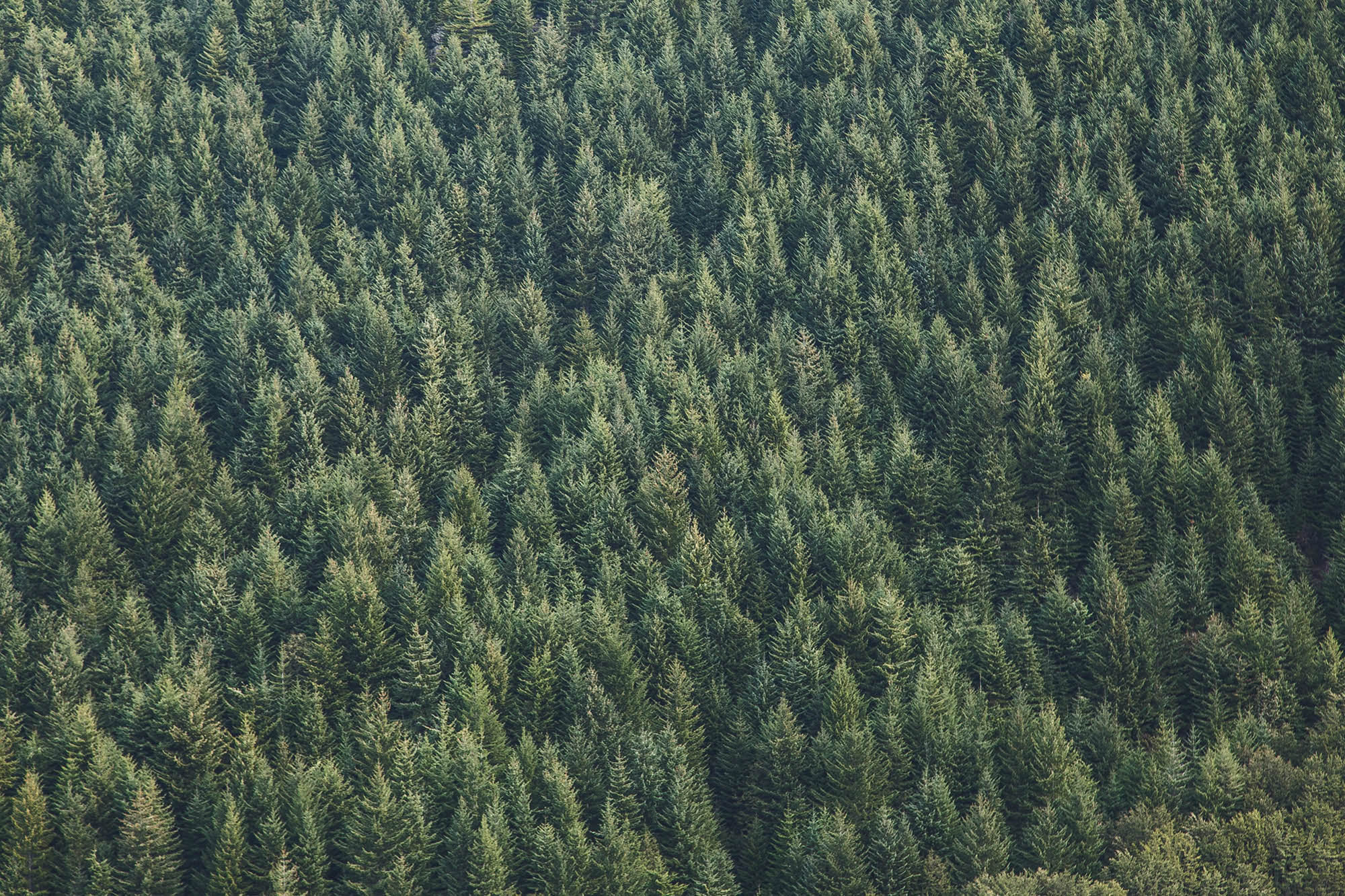 Holz ist Natur.